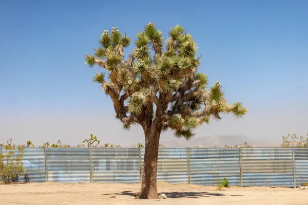 Yucca Valley CA trees