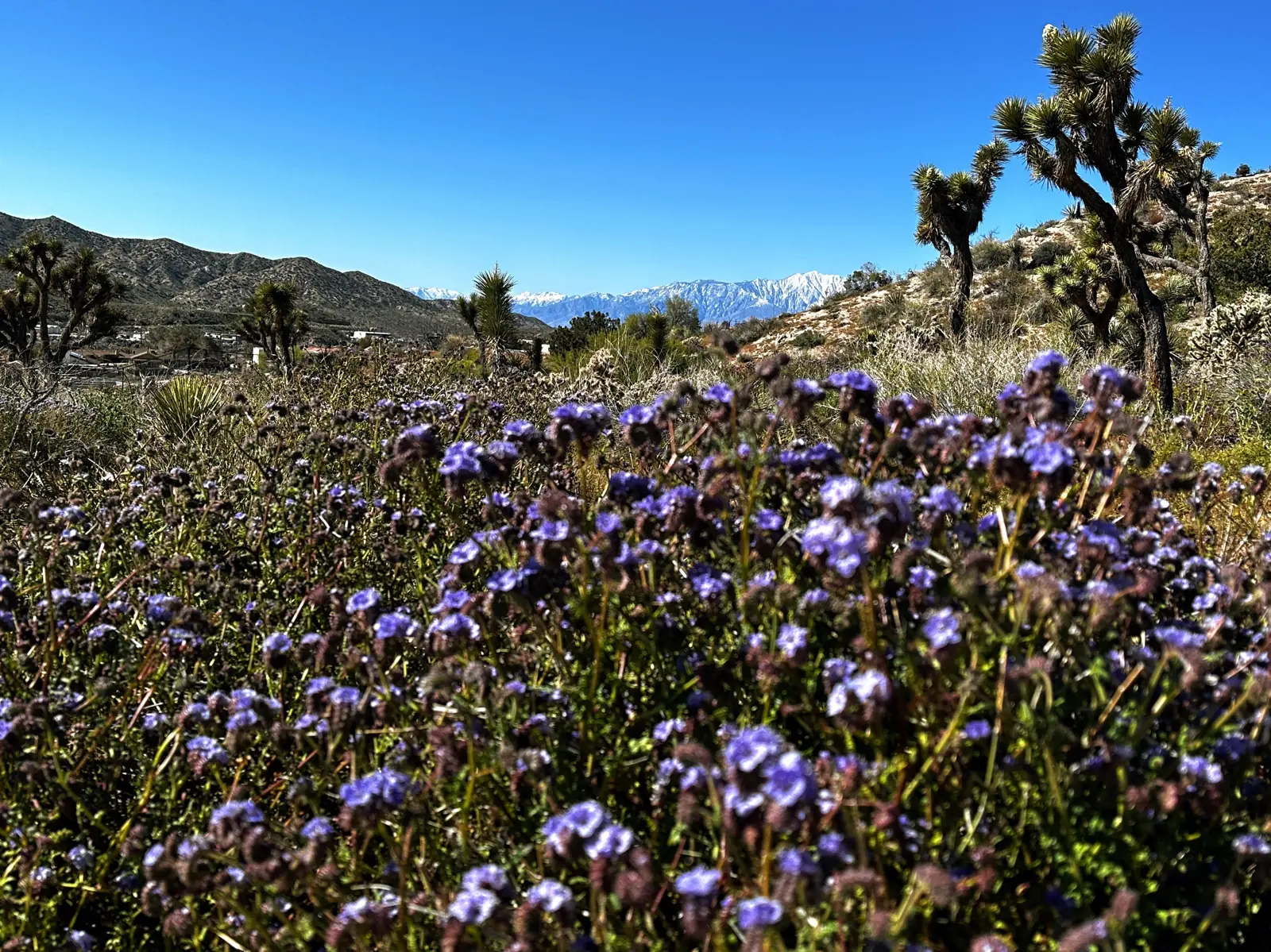 yucca valley CA